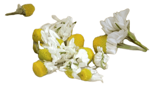 母菊