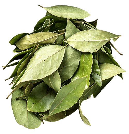 月桂葉